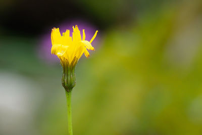 Close-up of yellow flowering plant