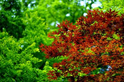 Red leaves on tree