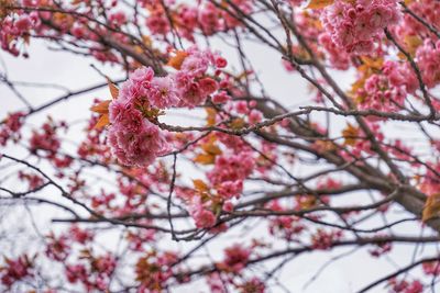 Low angle view of cherry blossom