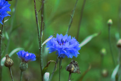Close-up of purple flowering plant