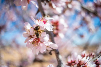 Close-up of bee pollinating on cherry blossom