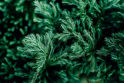 Top view of green fir tree leaves lush foliage natural background.