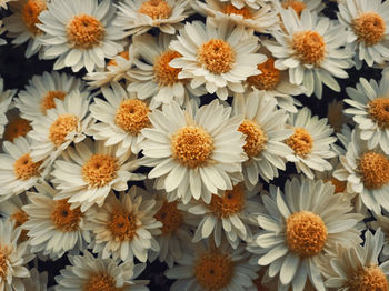 Full frame shot of white flowering plants