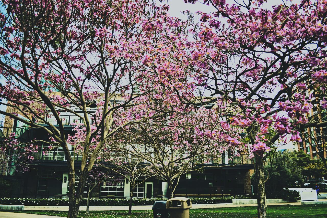 tree, flower, growth, park - man made space, pink color, freshness, branch, grass, nature, beauty in nature, blossom, land vehicle, fragility, lawn, built structure, outdoors, building exterior, transportation, day, bench