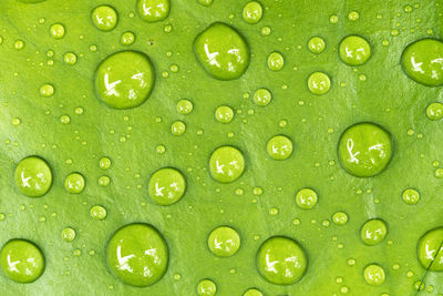 Full frame shot of water drops on leaf