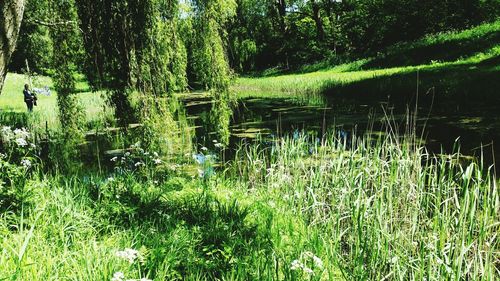 Scenic view of lake in forest