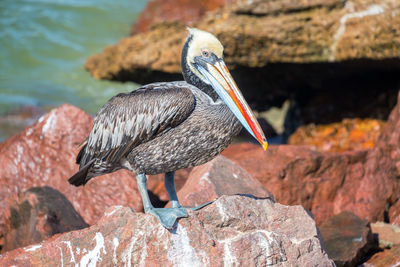 Close-up of pelican perching on rocks at sea shore