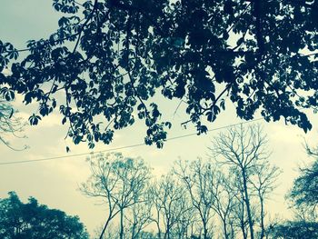 Low angle view of trees against sky