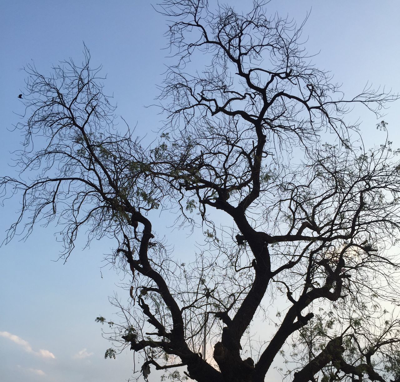 tree, branch, sky, plant, bare tree, nature, no people, beauty in nature, silhouette, low angle view, outdoors, leaf, winter, cloud, environment, scenics - nature, flower, tranquility, blue, clear sky, tree trunk