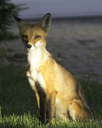 Single female fox seen sitting in a spot of morning light in an urban neighbourhood. very healthy.