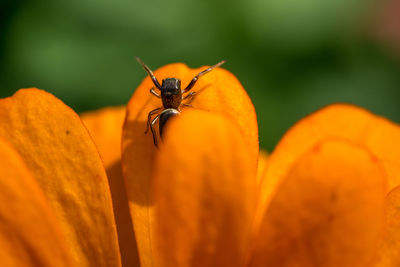 Close-up of insect on orange flower