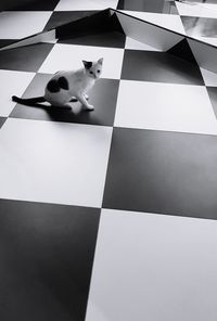 High angle view of dog on tiled floor