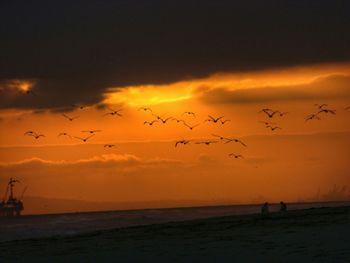 Birds flying over beach against sky at sunset