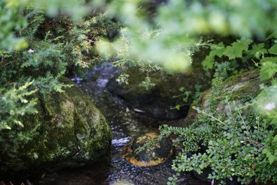 High angle view of moss growing on rock