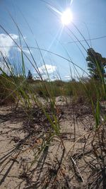 Plants growing on beach against sky