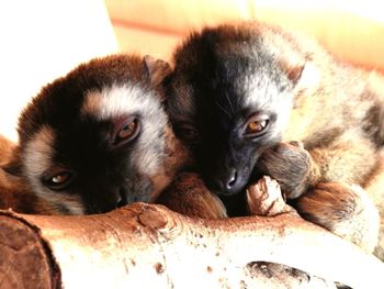 Close-up portrait of sheep