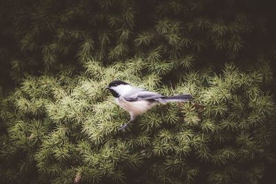 Close-up of bird