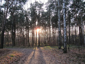 Trees in forest during autumn