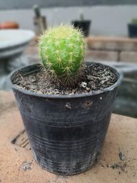 Close-up of succulent plant in pot