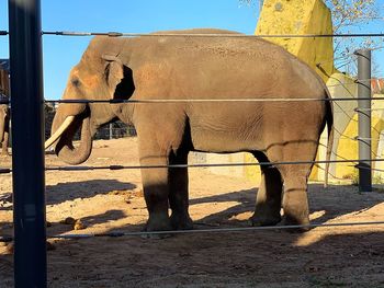 Side view of elephant standing against wall
