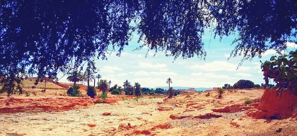 Trees on field against sky