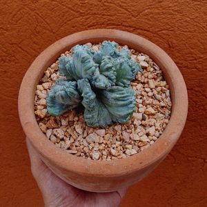 Close-up of hand holding ice cream