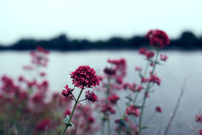 Close-up of pink flowering plants