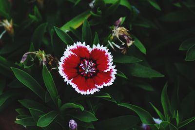 High angle view of red flowering plant