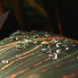 Close-up of plant