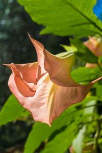 Close-up of flower