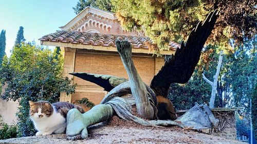 Cat lying on tree trunk against building