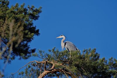 Low angle view of gray heron perching on tree against blue sky