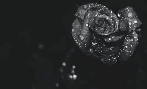 Close-up of water drops on rose