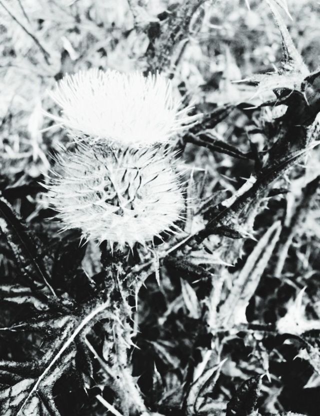 growth, flower, fragility, plant, close-up, freshness, nature, focus on foreground, beauty in nature, field, flower head, stem, dry, uncultivated, day, outdoors, growing, dandelion, no people, blooming
