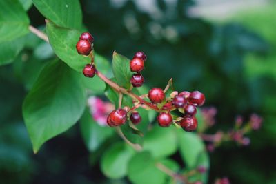 Close-up of cherries on tree