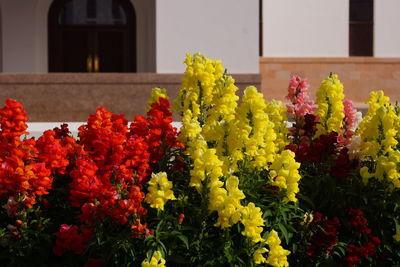 Yellow and red flowers blooming in garden