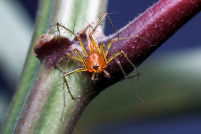 Close-up of insect
