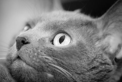 Close-up portrait of cat