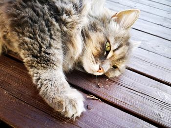 High angle view of cat resting on wooden floor