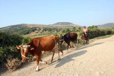 Cows on road against clear sky