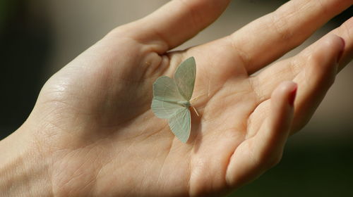 Close-up of hand holding leaves