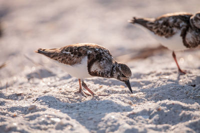 Nesting ruddy turnstone wading bird arenaria interpres along the shoreline of barefoot beach