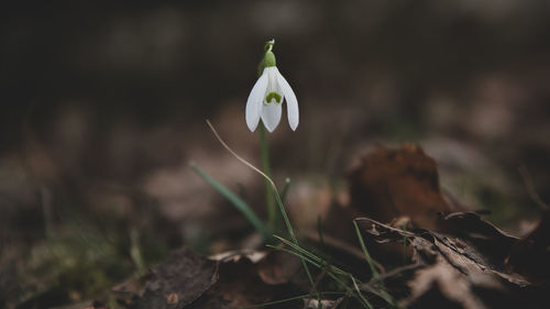 Close-up of white flowering plant on field