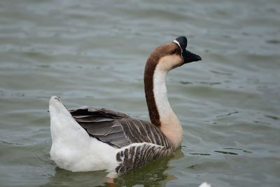 Close-up of swan swimming in lake