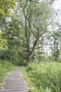 View of trees in forest