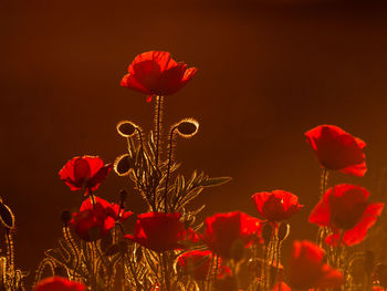 Close-up of red poppy flowers