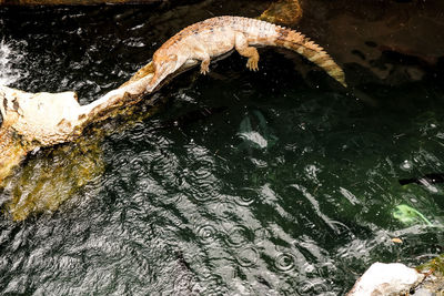 High angle view of turtle swimming in lake