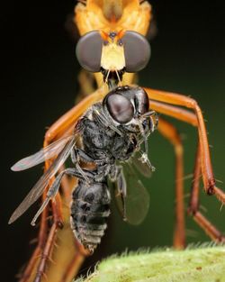 Close up of robberfly with prey