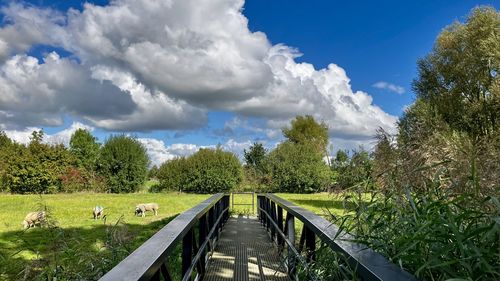 High angle view of road amidst trees against sky