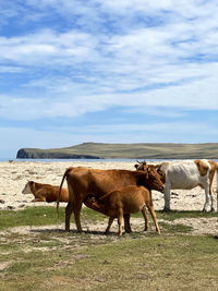 Horses on field against sky